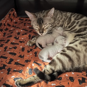 AdaxRocket litter dob 15-06-2023