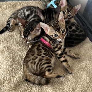 PollyxBear 08-10-23.