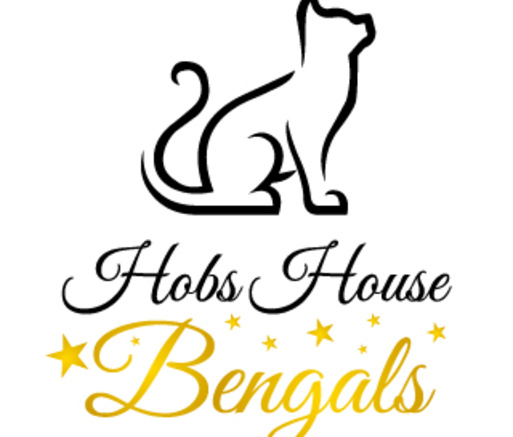 5 weeks free kitten insurance with Agria