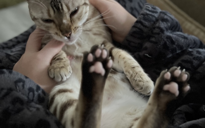 Do Bengal Cats like company?