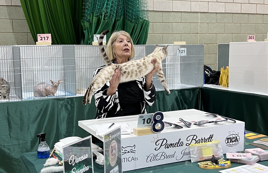 KiTicats Show February 2026