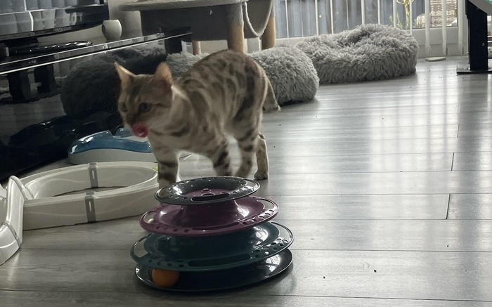 Managing a Bengal cats energy levels and stimulation