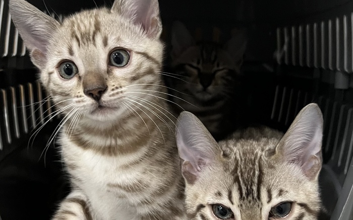 Microchipping Your Bengal Cat