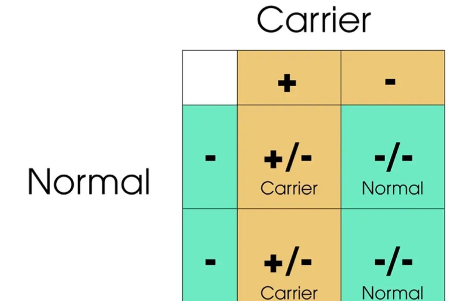 What is Pyruvate Kinase Deficiency (PKdef) in cats?